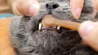 Cat brushes
