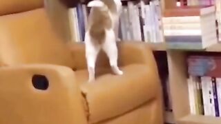 YOU LAUGH YOU LOSE