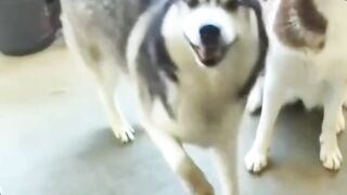 Dogs funny moments