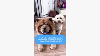 #dogsoftiktok #funnyvideo #foryourpage #funny