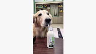 #dogsoftiktok #funnyvideo #foryourpage #funny