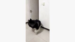 #dogsoftiktok #funnyvideo #foryourpage #funny