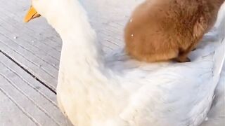 funny dog