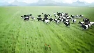 Funny Animals Funny cow dancing
