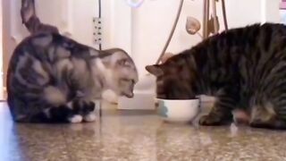 Funny cats