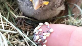 bird funny