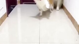 Funny dogs