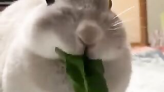 rabbit funny