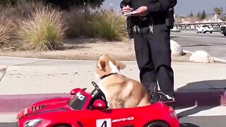 Funny dog vidéo