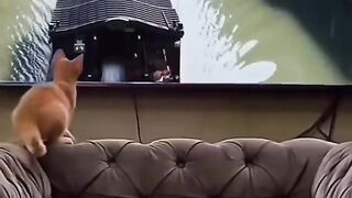 So funny cats compilation 2022 || so funny cat videos