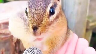 Funny vidéo