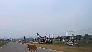 Animals Entry s On The Road Accident