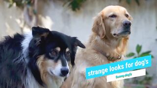 funny dog's| the #1 best dog