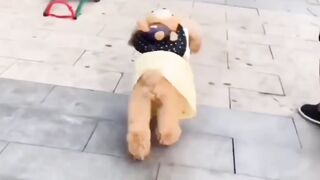 Cute dogs
