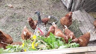 Feathered Frenzy: See What Happens When Chickens Meet Greens!