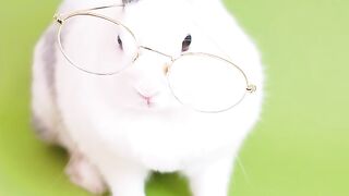 Rabbit Funny video