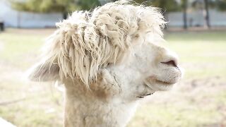 Funny Goat Hair