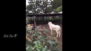 Tổng Hợp Những Khoảnh Khắc Hài Hước Của Năm ????