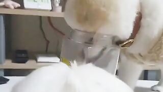 86Cute Dog - #86