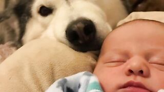 3 year old capsule of my baby husky in less than 60 seconds