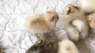 88Cute Dog - #88