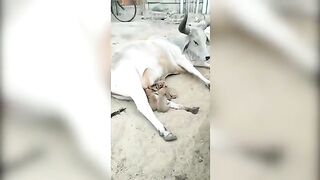 தாயை இழந்த நாய்க்குட்டிக்கு அம்மாவாக மாறி பசு