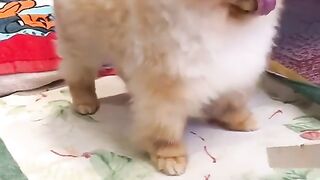 89Cute Dog - #89