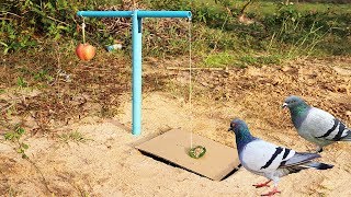 Easy Bird Trap Using Blue Pipe Cardboard and a Apple Friut