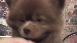 91Cute Dog - #91