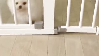 92Cute Dog - #92