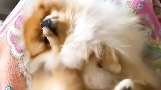 93Cute Dog - #93