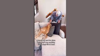 Cute Dog (TikTok)