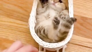 Cute cats and kittens compilation video