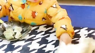 Funny_Animal_Videos