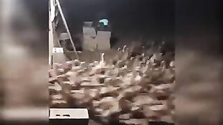 Funny video