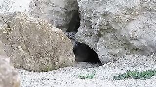 Funny video