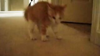 Cat fun video