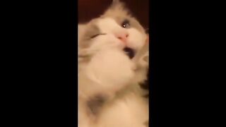 Funny cat