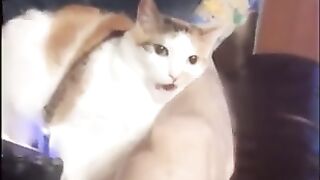 Funny cat video