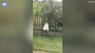 Wow video
