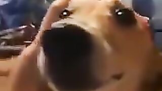 Videos dog