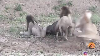Lions fight while eating water buffalo then it casually walks off.