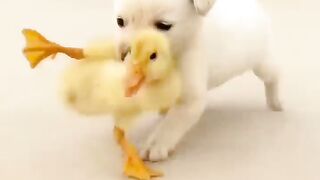 Pets animles