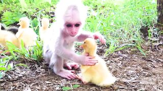 Baby monkey helps take care of ducks and sleep relaxingRacing