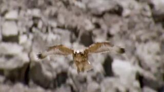 The Brutal Hawk Rips Wild Animals|Summary Of Hawk's Most Terrifying Attacks With Wild Animals