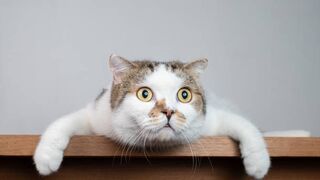 Funny animals videos 2022????-Funniest videos for cats and dogs