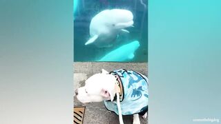The FUNNIEST Animals