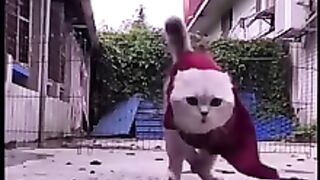 Funniest cat compilation for 2023