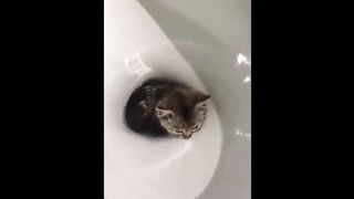FUNNY CATS AND DOGS 3