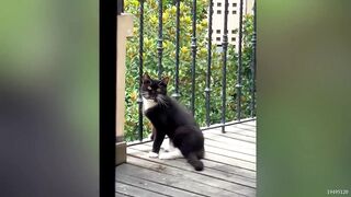 FUNNY ANIMALS 5